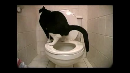 Котка ходи по голяма нужда в тоалетната (смях)
