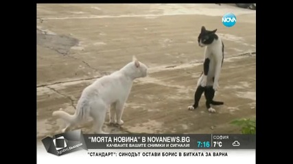 Когато котките си заговорят...