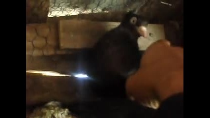 паламарски гълъби