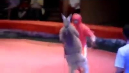 Боксов мач между човек и кенгуру!