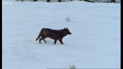 Wolf Hunting - Attenborough - Life of Mammals - Bbc 