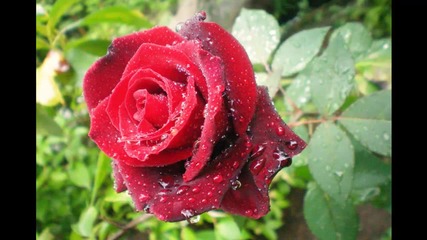 Невероятно красиво цвете - Роза