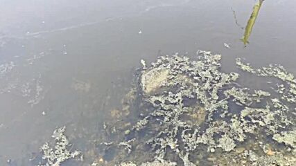 Замърсяване на плаж "Златна рибка"