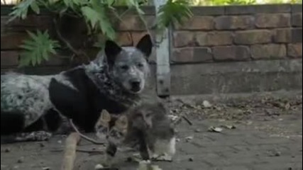 Куче се сприятелява с болно котенце