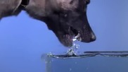 Куче пие вода на забавен кадър