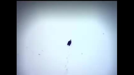 Metallica - King Nothing Video(hq) 