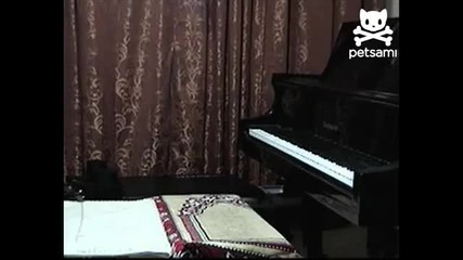 Музикално куче