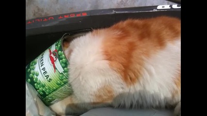 kote v konserva