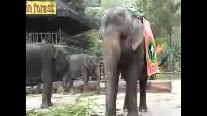 най - големият слон 
