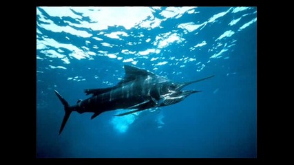 Top 10 Fastest Water Animals in the World!