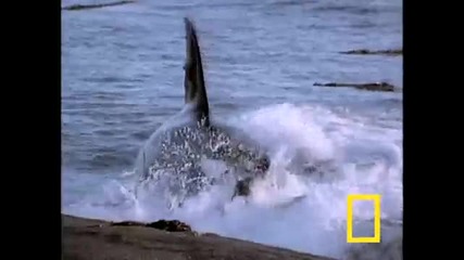 Killer Whale vs Sea Lions [www.keepvid.com]