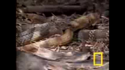 Cobra Vs Rat Snake