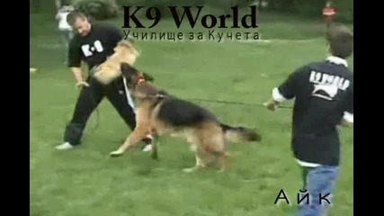 Немска овчарка - Училище за кучета-обучение на кучета-к9 world