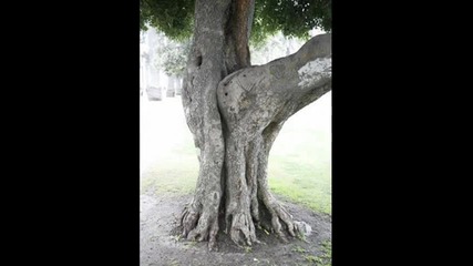Смешни Снимки на Дървета - Деян и Бойко Неделчеви - От икебана дървесата ги боли 