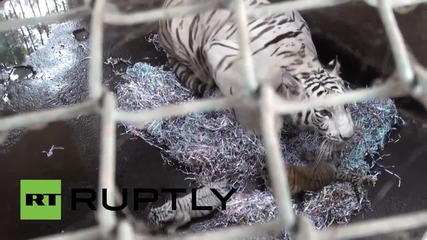 Индонезия: Две бенгалски тигърчета, бяло и оранжево се родиха в зоологическата градина в Бали