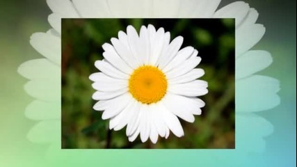 Маргарити - стихове Таня Матеева