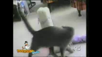 crazy cats
