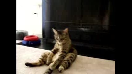 Котка, отчаяна от живота