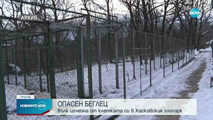 Вълк избяга от зоопарка в Хасково