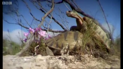 The Season of Love - Mountain of the Sea - Bbc 