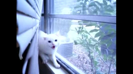 Котка дявол