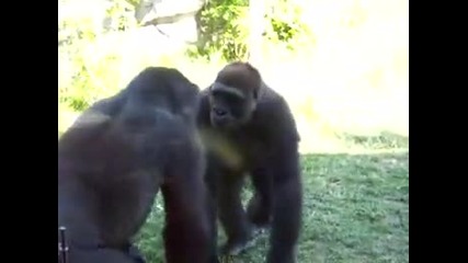 Борба на горили - забавно! 