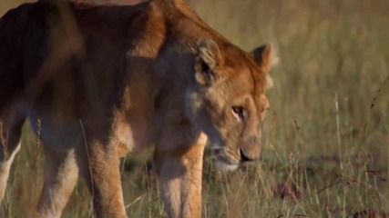 African Cats Story Featurette 