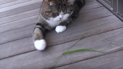 maru_plays_with_a_grass.-