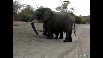 Изплашено слонче 