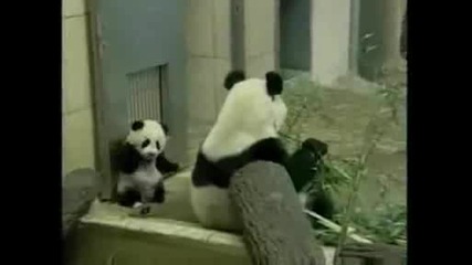 National Geographic - Baby Panda Debuts