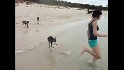Бебета Кенгуру бягат по плажа