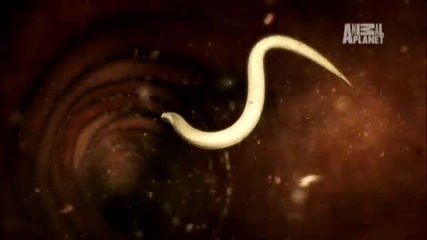 Monsters Inside Me - Killer Cat Scratch