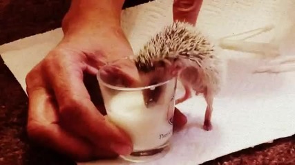 Чаша мляко моля