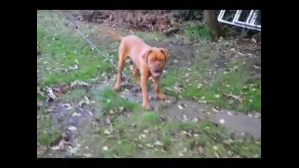 Dogue De Bordeaux (french Mastiff)