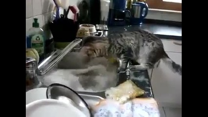 Котка Помага в Кухненската работа