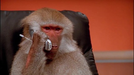 Маймуна говори по телефона