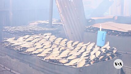 Традиционното приготвяне на риба в Конго застрашава горите