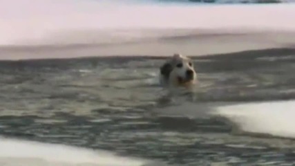 Спасяване на куче от замръзнало езеро