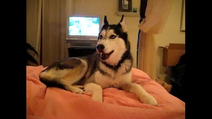 Husky Dog Talking - I love you quot; 