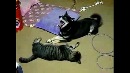 Куче И Котка
