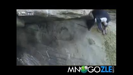 Не е лесно да си пингвин
