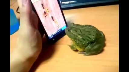Жаба си играе на телефон - смях