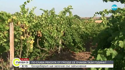 ПО-СЛАБА РЕКОЛТА, НО ПО-КАЧЕСТВЕНА: Гроздоберът започва със закъснение