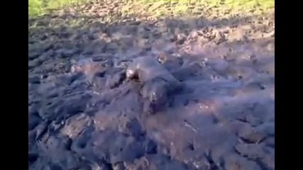 Куче си прави кална баня като свиня.