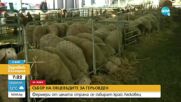 Започна националният събор на овцевъдите край Арбанаси