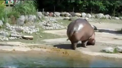 Мощна хипопотамска пръдня
