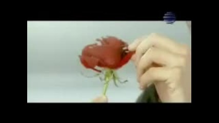 Емилия - Сълза