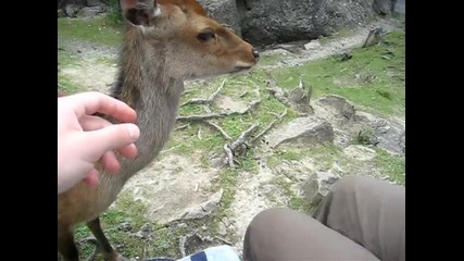 Cute Deer