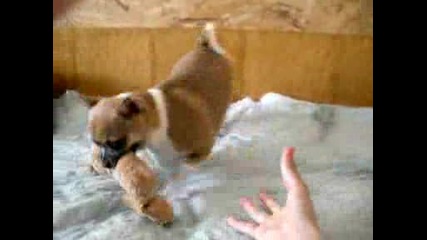 Chihuahua