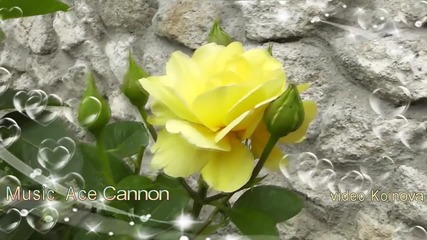 Жълти рози - Music Ace Cannon